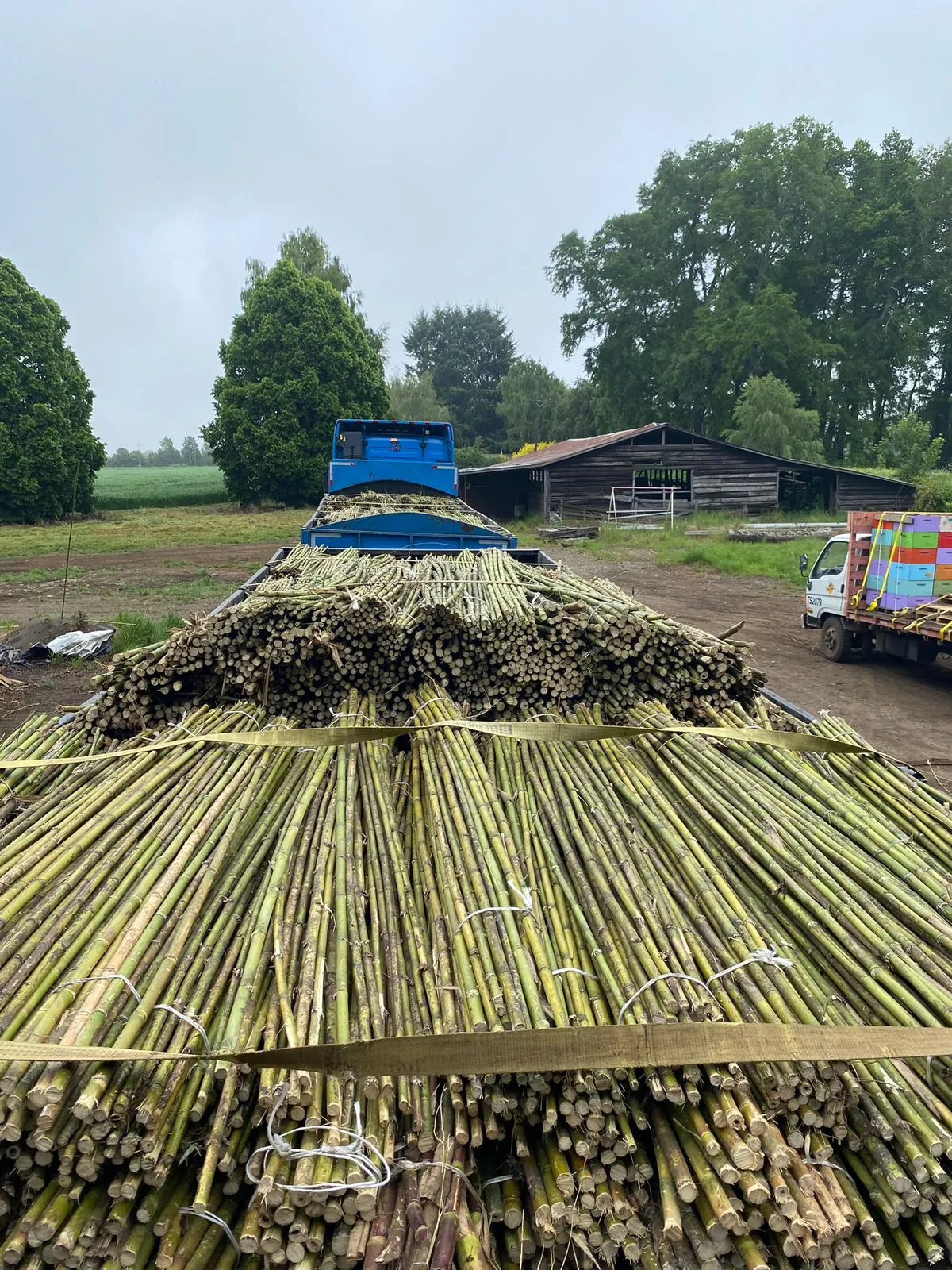 Imagen 2 - Tutores de coligues para plantaciones agrícolas