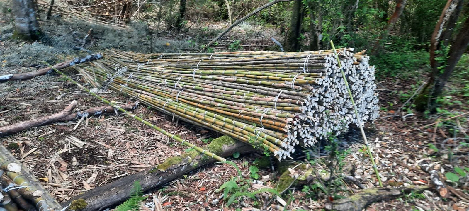 Imagen 1 - Tutores para plantaciones frutales