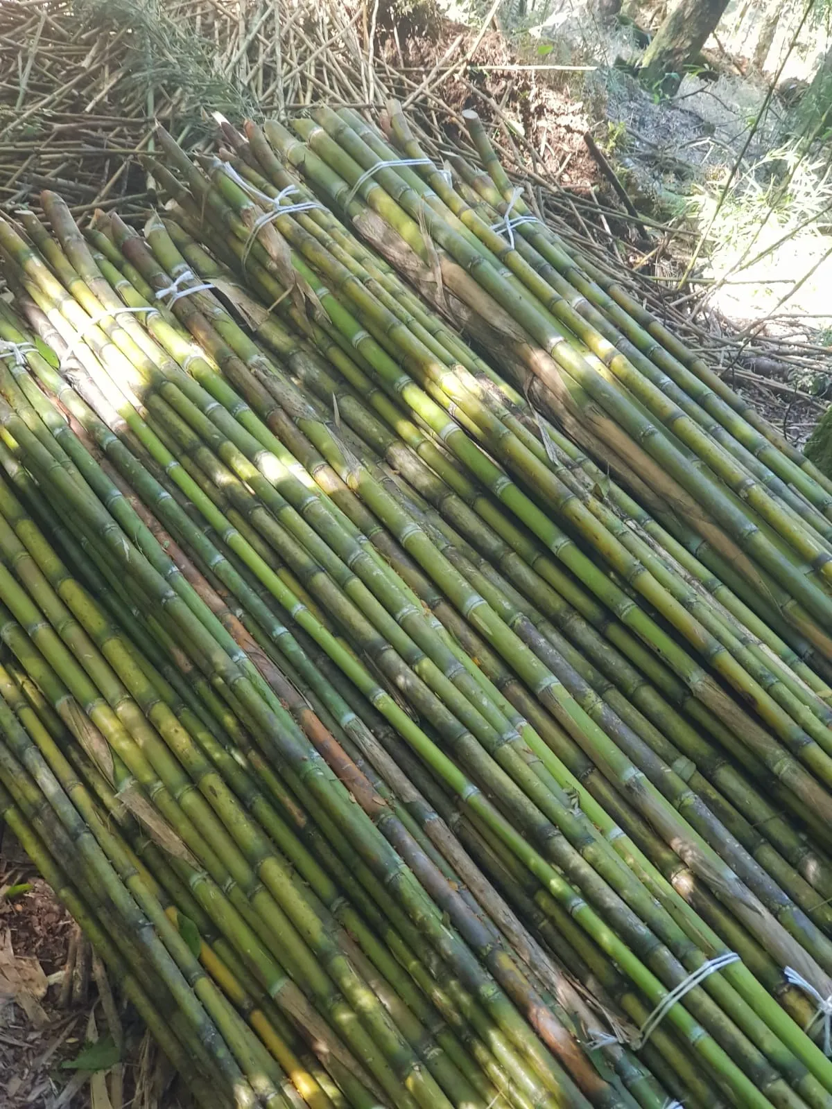 Imagen 4 - Tutores para plantaciones frutales