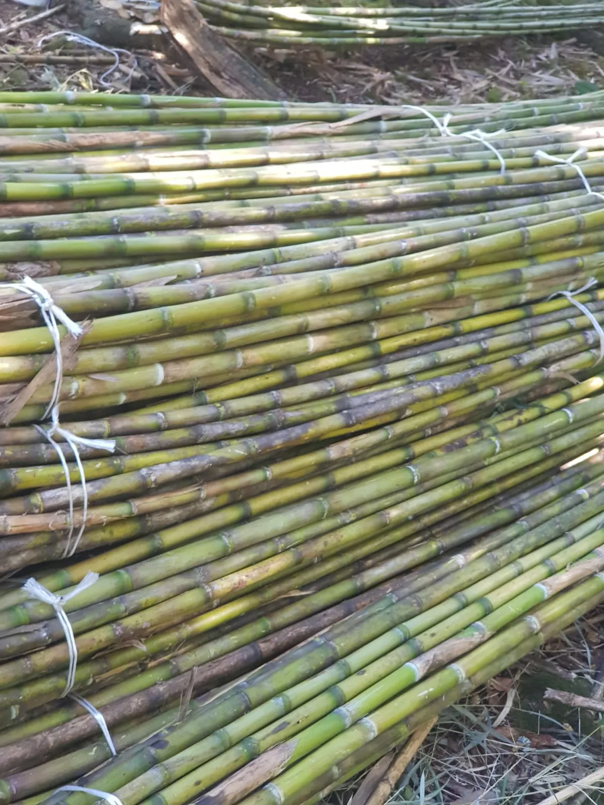 Imagen 5 - Tutores para plantaciones frutales