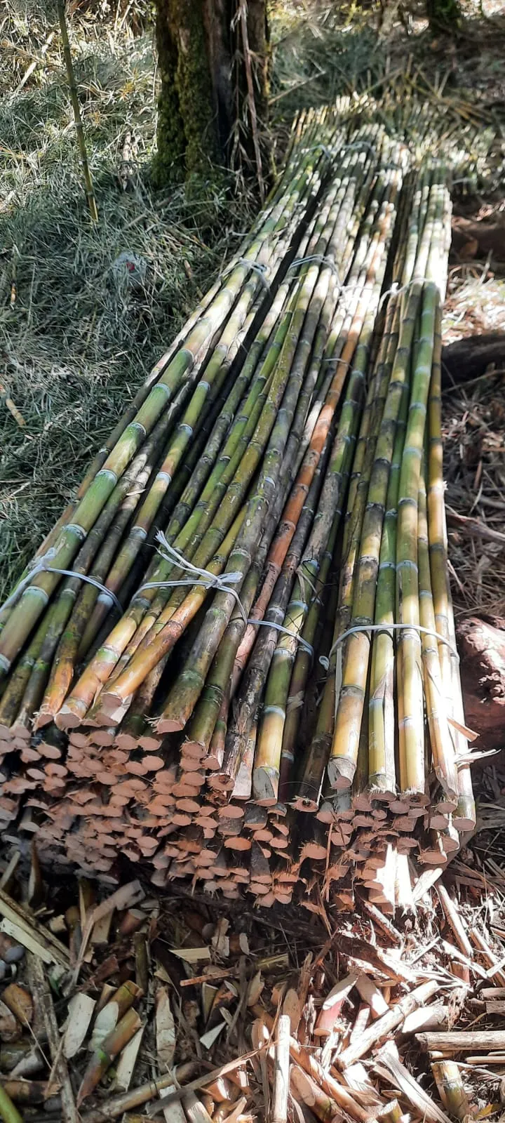 Imagen 6 - Tutores para plantaciones frutales