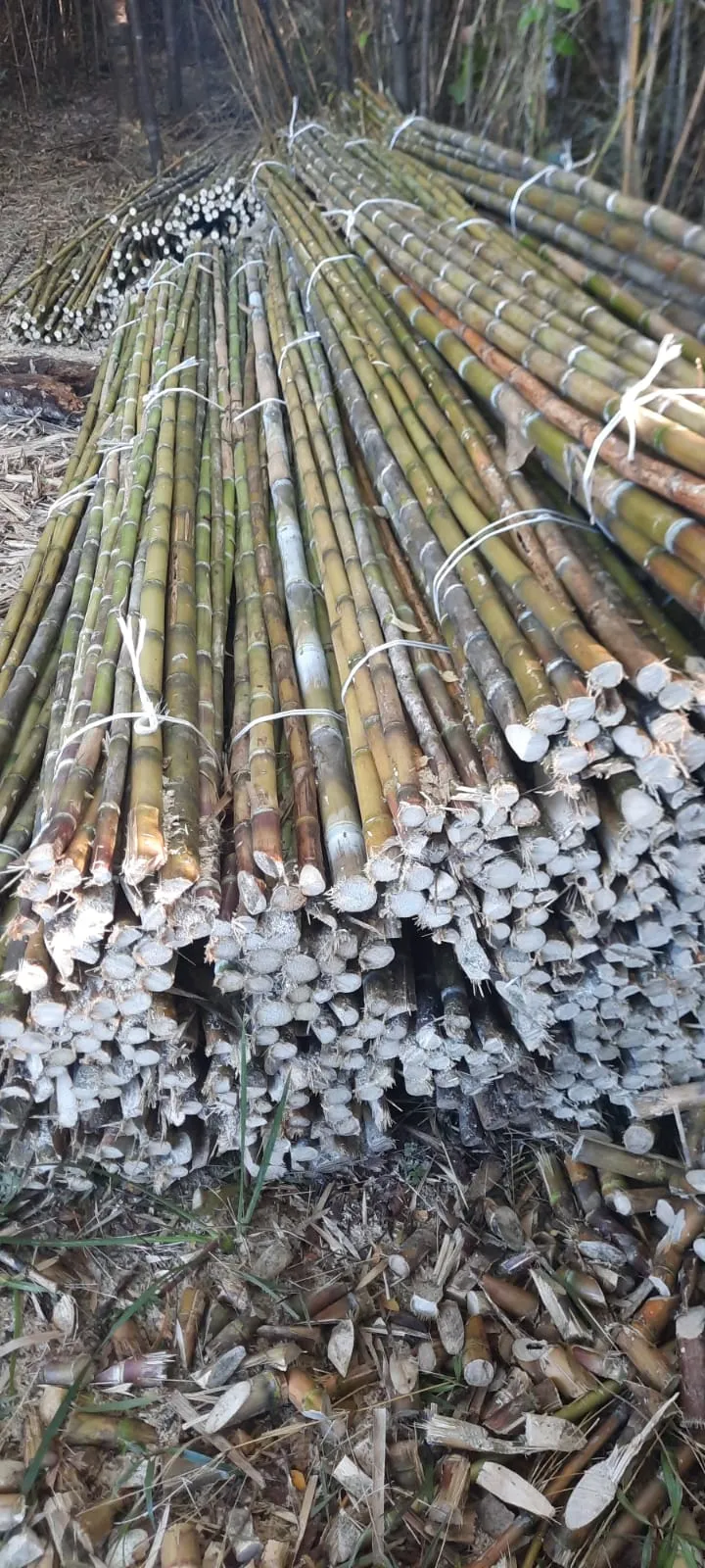 Imagen 8 - Tutores para plantaciones frutales