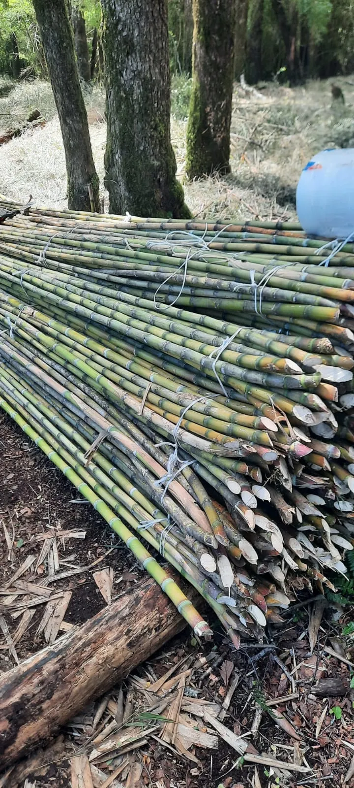 Imagen 10 - Tutores para plantaciones frutales