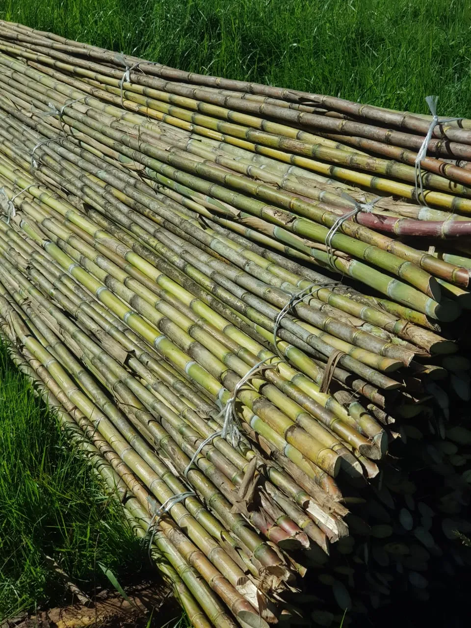 Imagen 13 - Tutores para plantaciones frutales