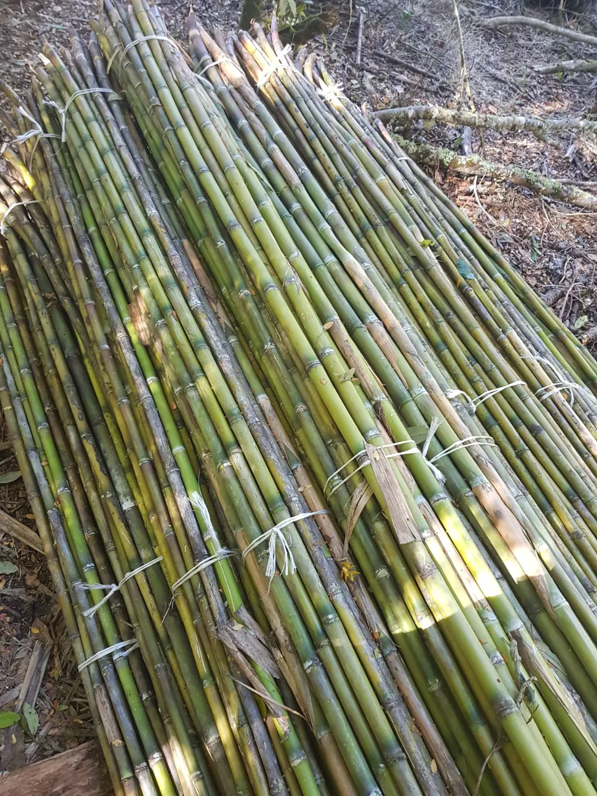 Imagen 14 - Tutores para plantaciones frutales