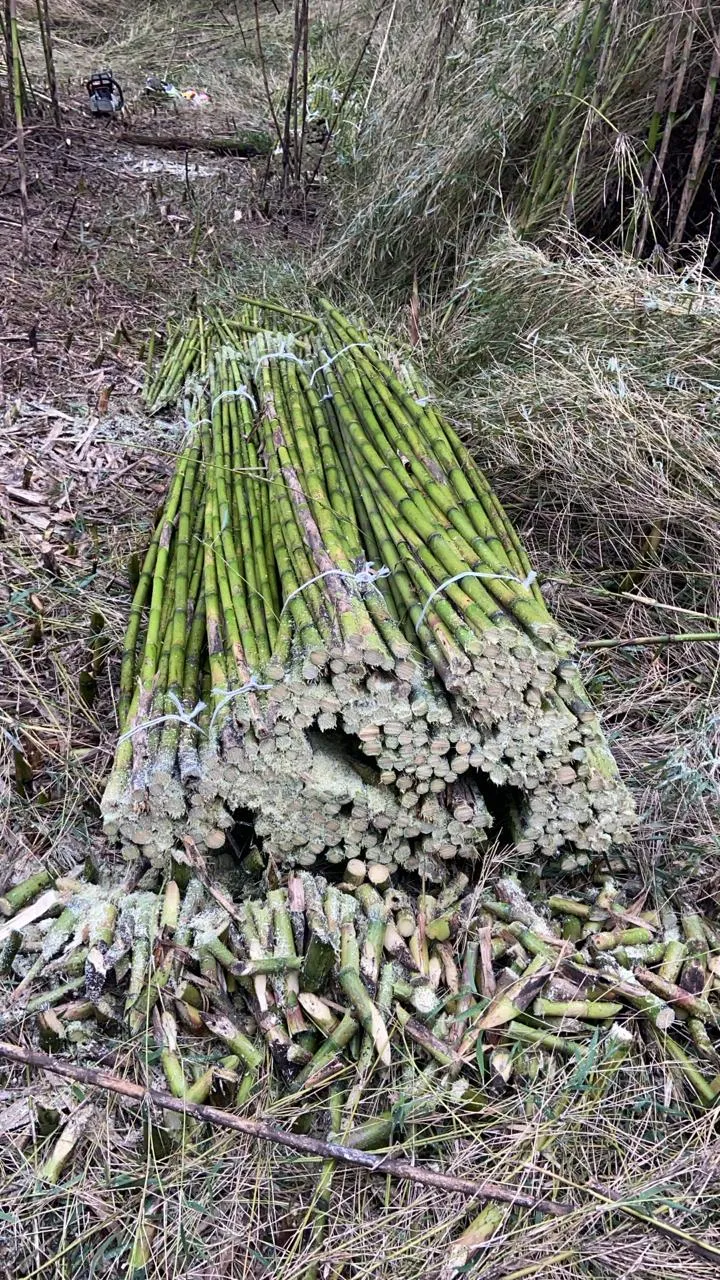 Imagen 2 - Proyecto tutores para plantaciones Viñedo