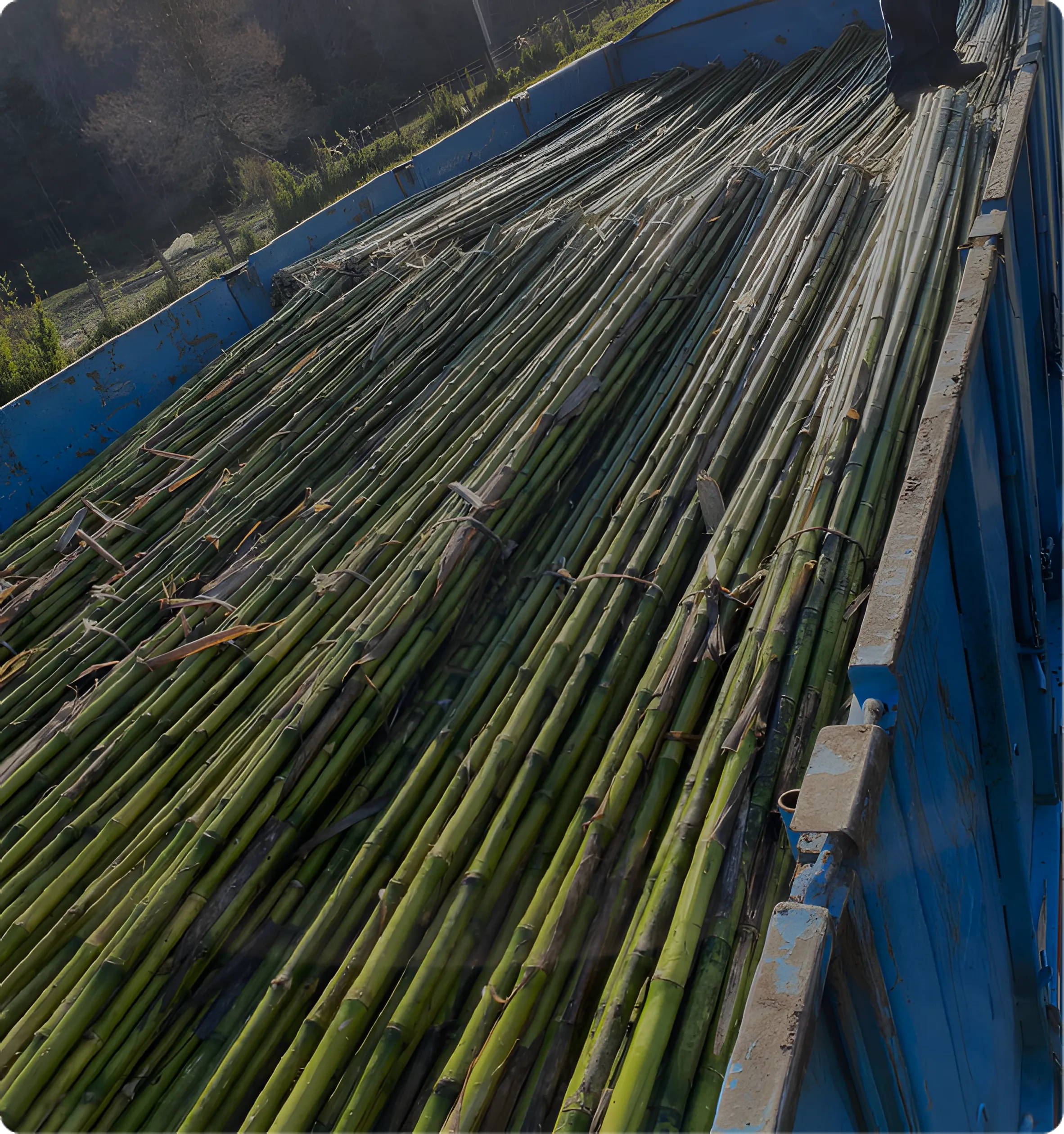 Tutores para plantaciones frutales