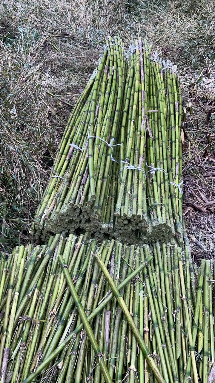 Imagen 1 - Proyecto tutores para plantaciones Viñedo