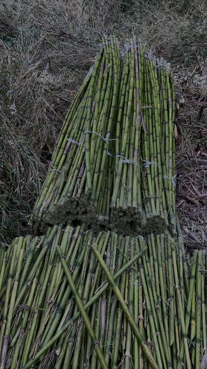 Proyecto tutores para plantaciones Viñedo